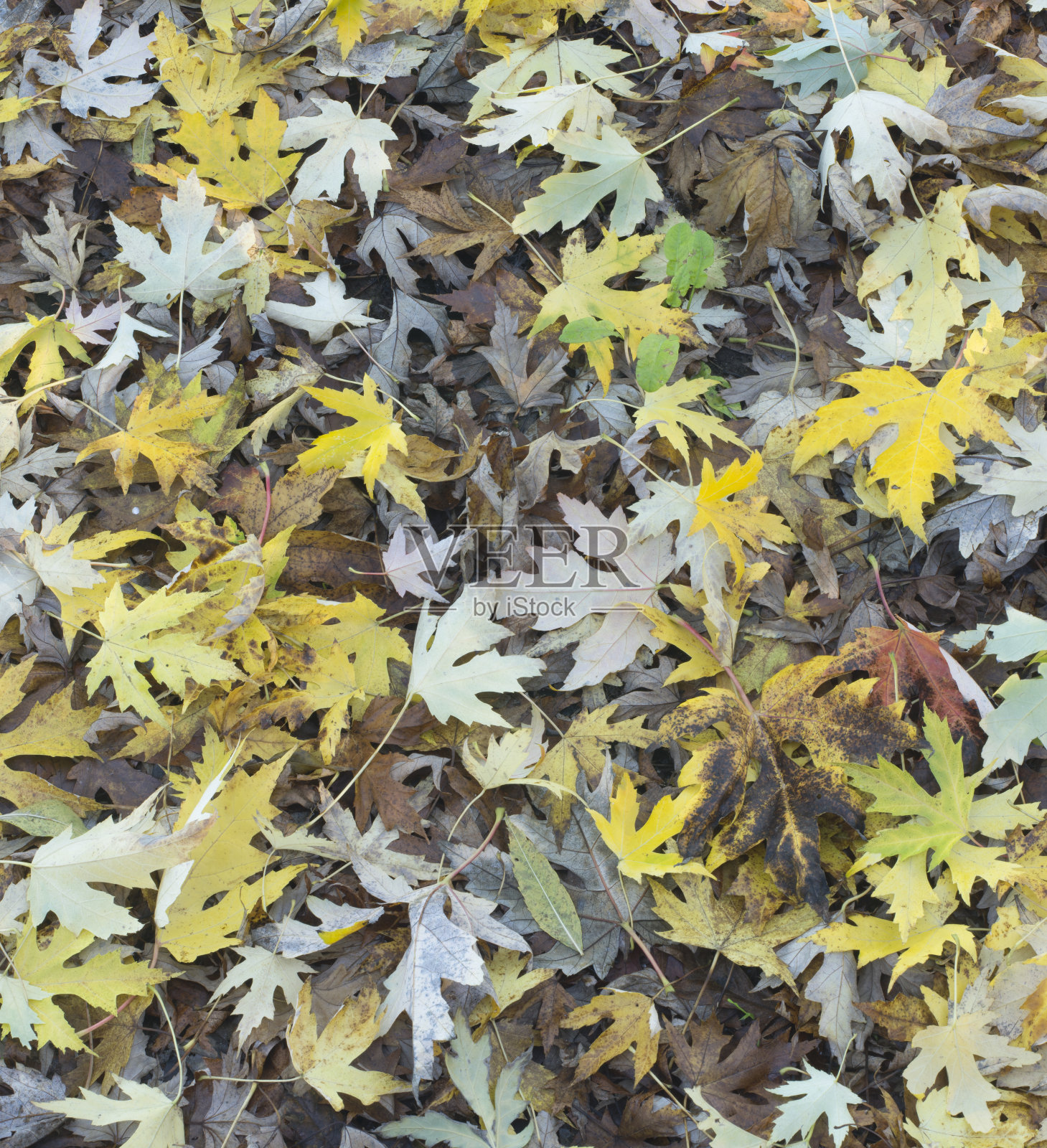 秋天的落叶照片摄影图片