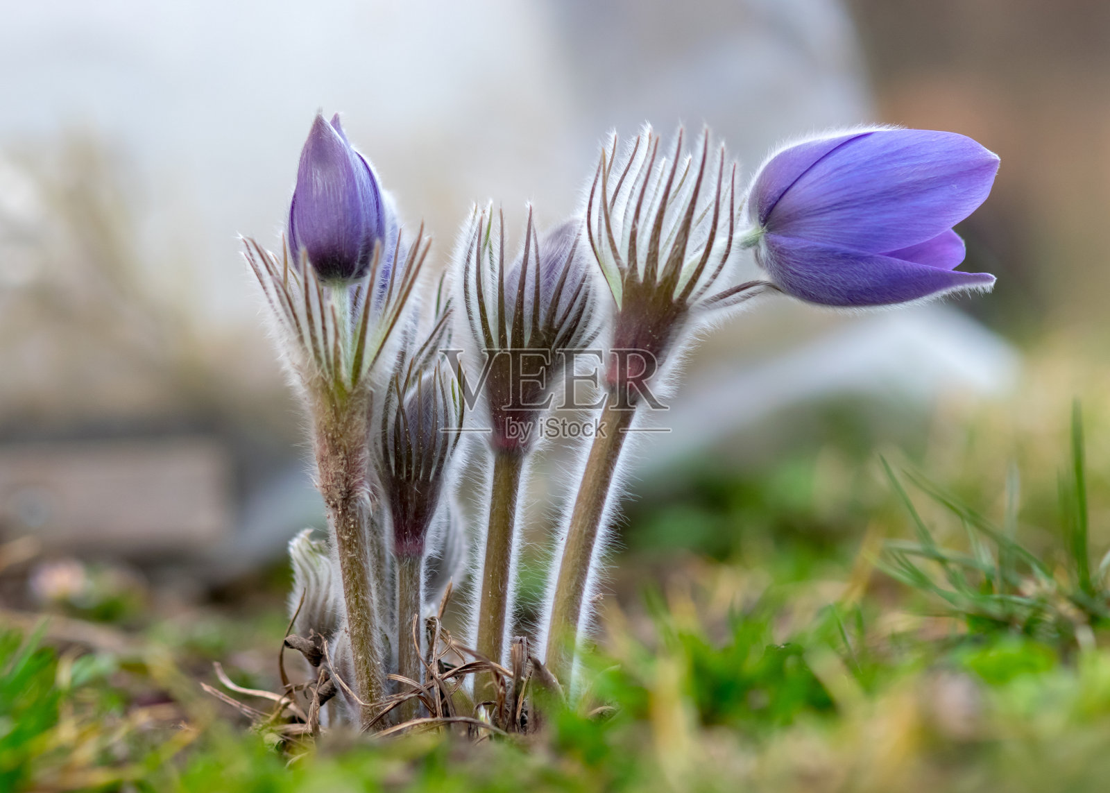 紫白头翁花的特写，美丽的散景，美丽盛开的白头翁花，春天林间五彩缤纷的花，大花朵朵照片摄影图片