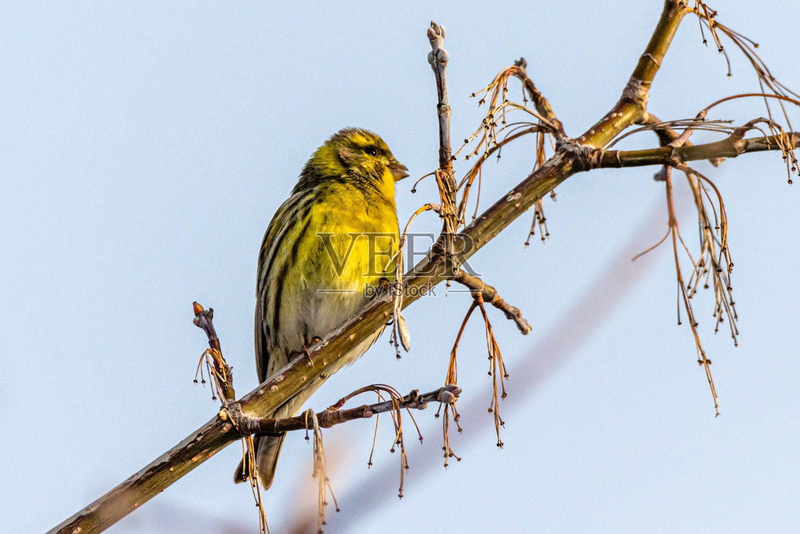 欧洲色琳栖息在树枝上照片摄影图片