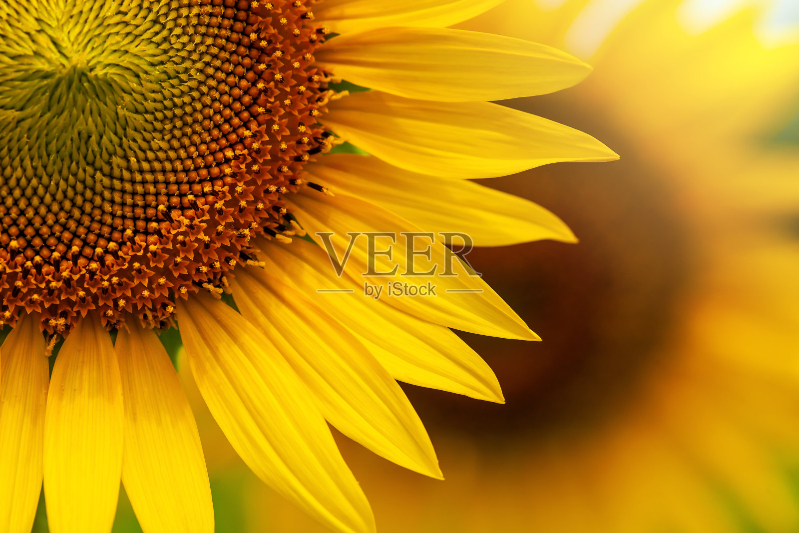 夏日盛开的黄色向日葵。照片摄影图片