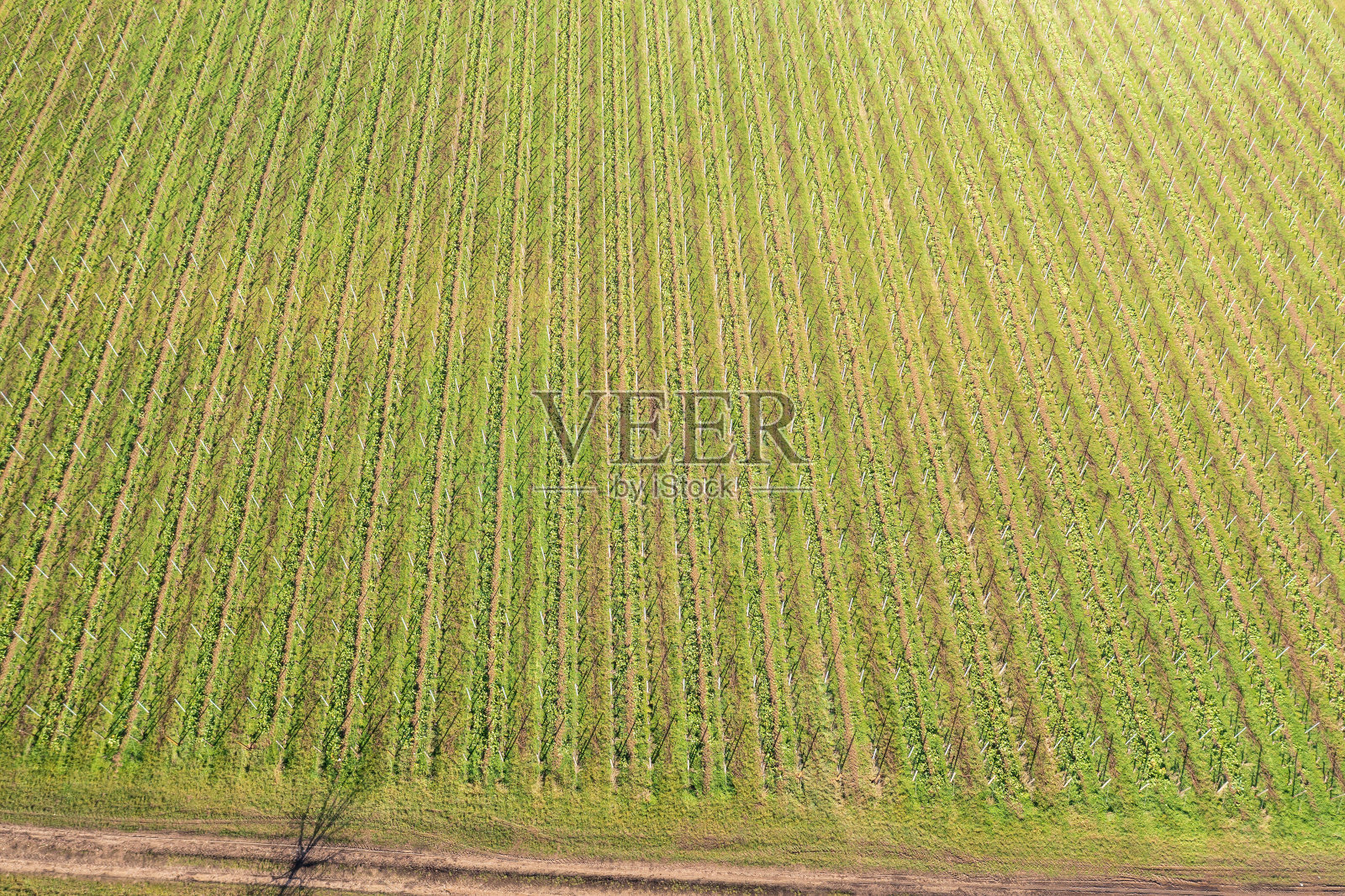 德国莱茵高的葡萄园照片摄影图片