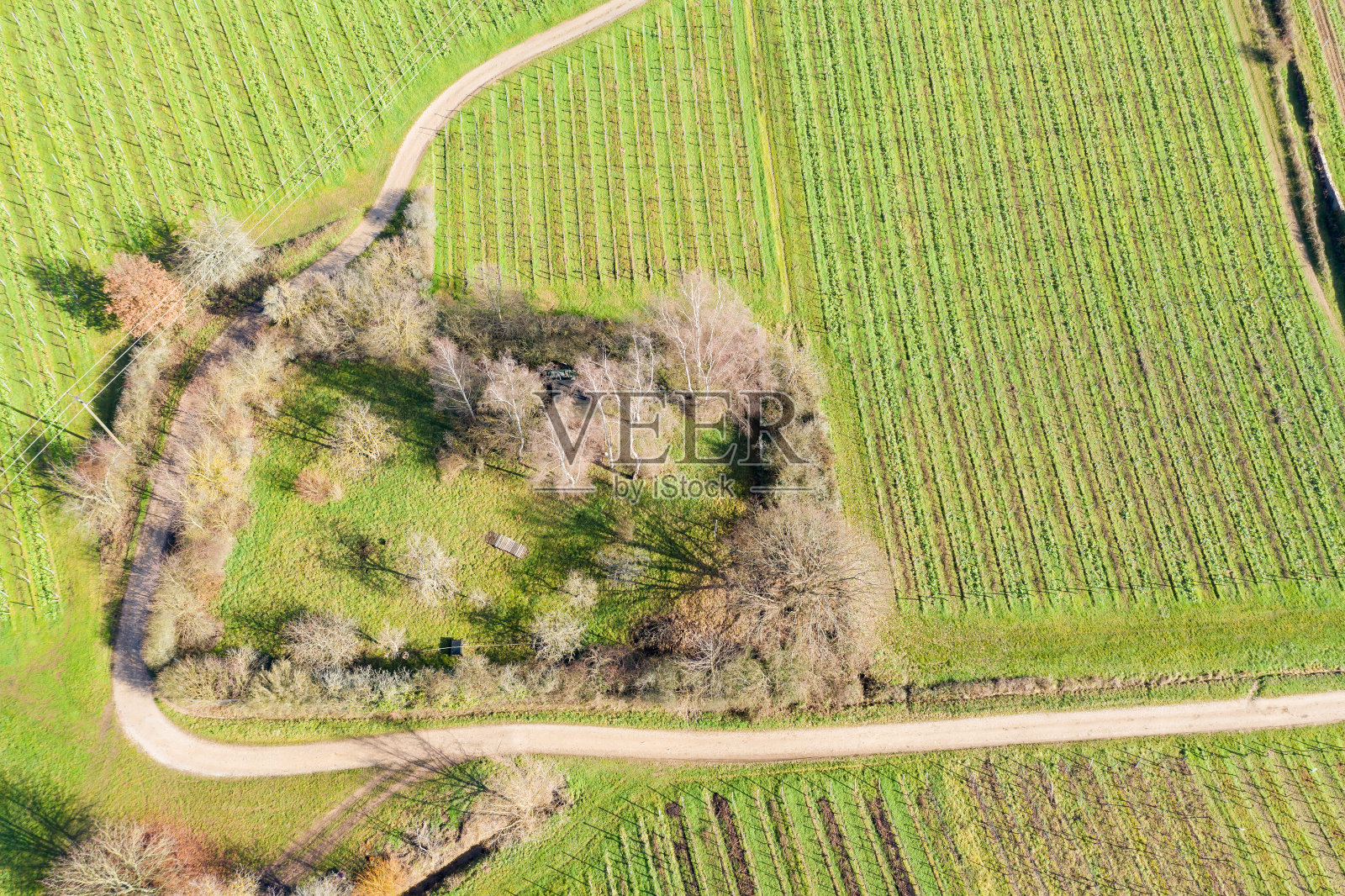 春天在德国莱茵高的葡萄园照片摄影图片