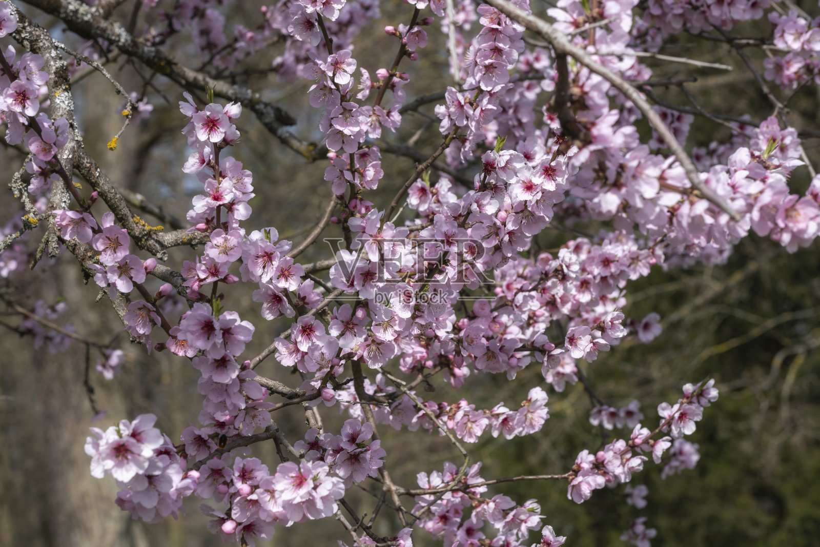 在德国莱茵高盛开的杏树照片摄影图片