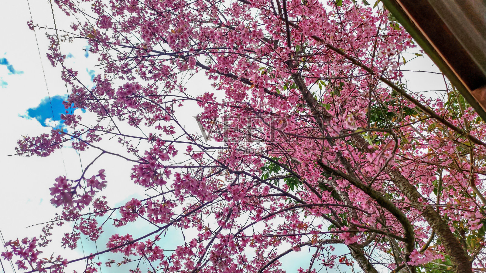 美丽的樱花盛开在公园里，樱花的背景。照片摄影图片