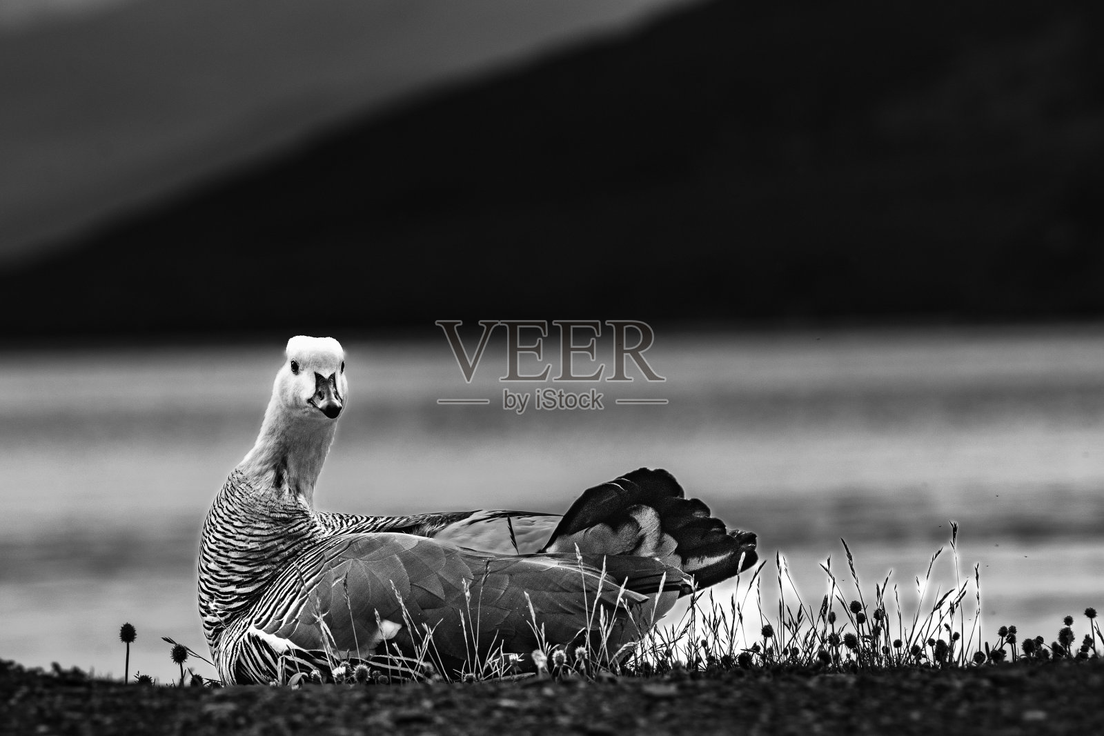 常见Cauquen照片摄影图片