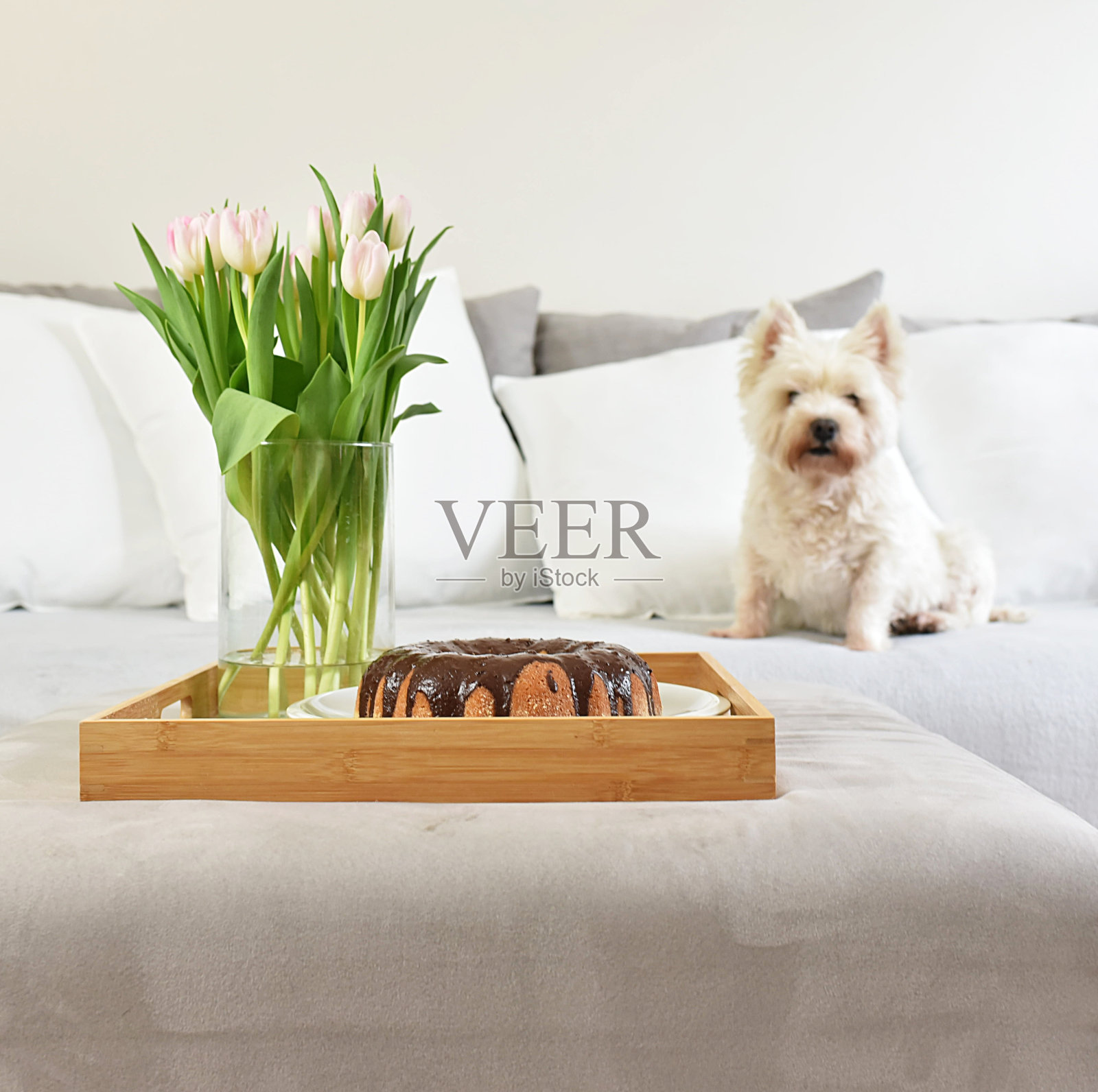 放在托盘上的自制蛋糕。花瓶里的粉色郁金香。白色的狗在沙发上照片摄影图片