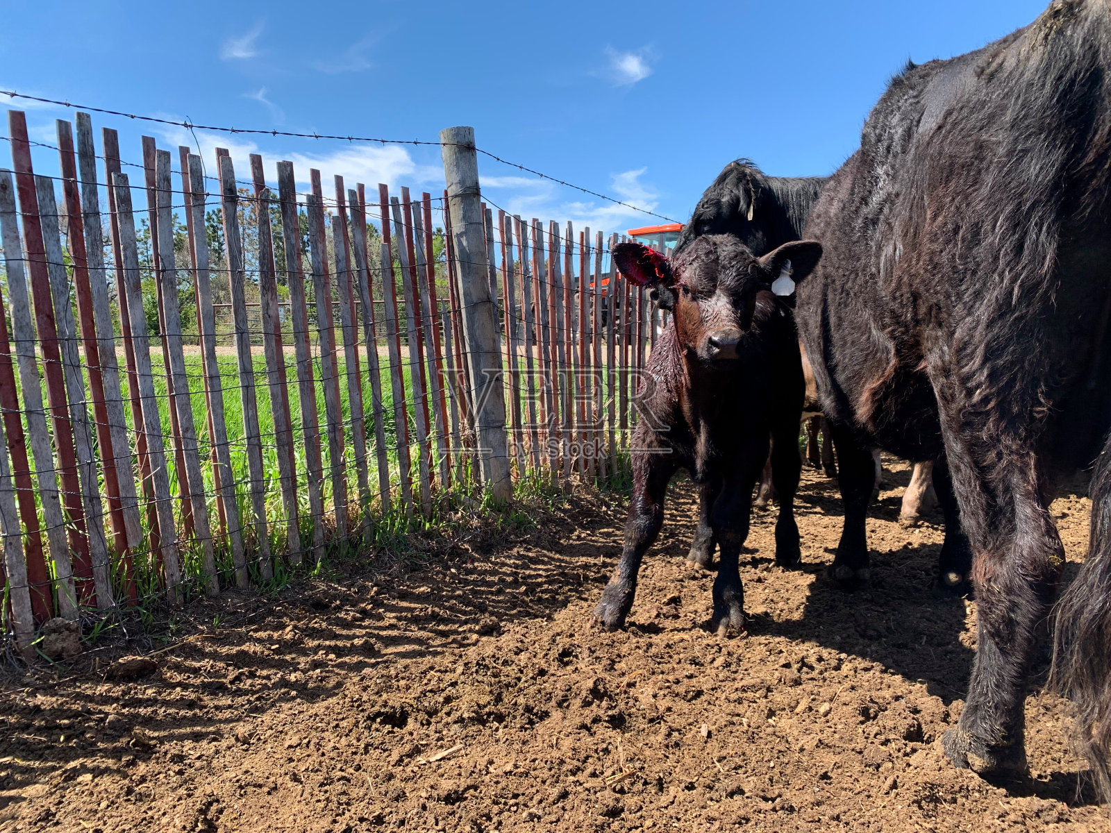 受伤的黑色安格斯牛犊和耳朵流血的母牛站在一起照片摄影图片