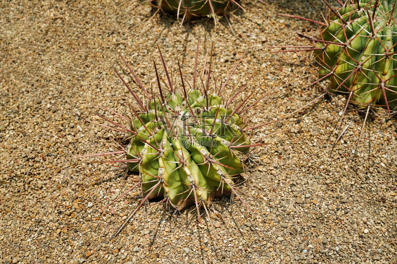 喜树乳杆菌是仙人掌科中众多属中的一种照片摄影图片