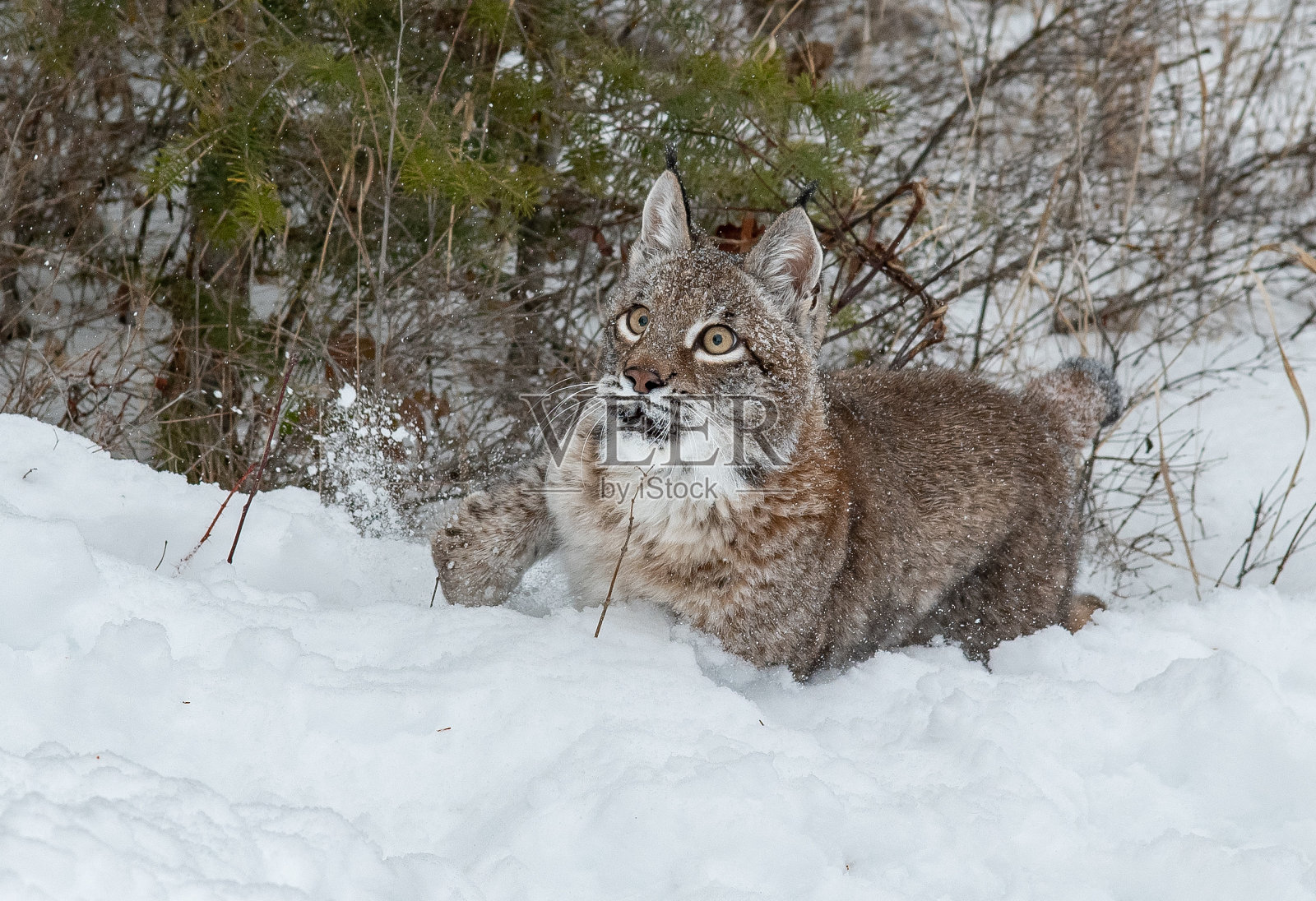 雪原森林中的西伯利亚山猫照片摄影图片