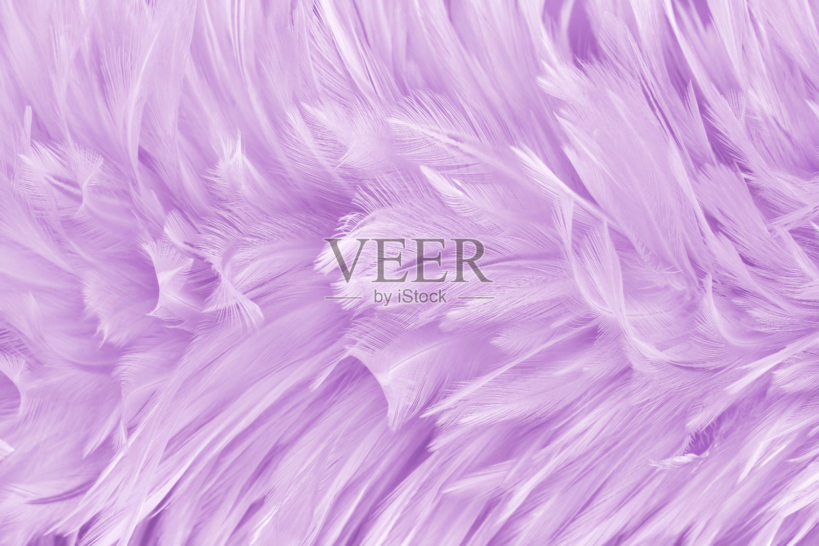 美丽的紫色粉彩鸟羽毛图案纹理背景。照片摄影图片