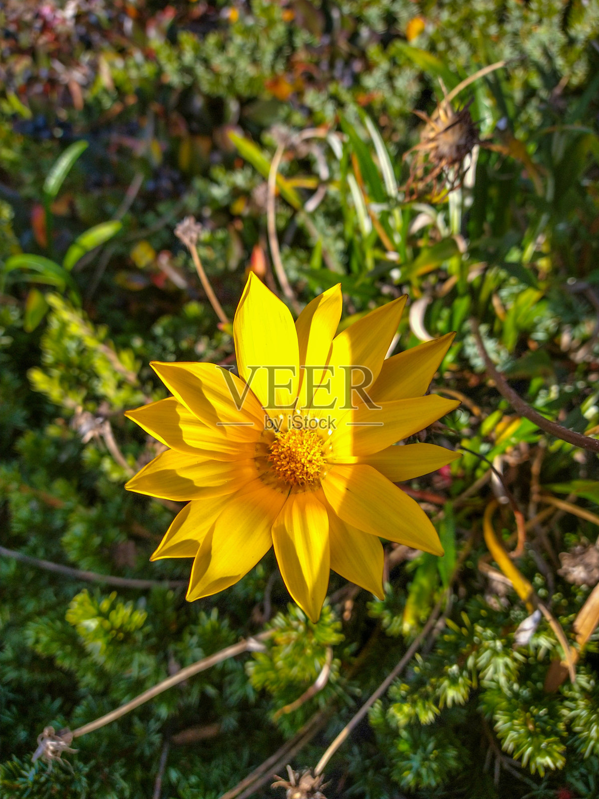 黄色的花瓣照片摄影图片