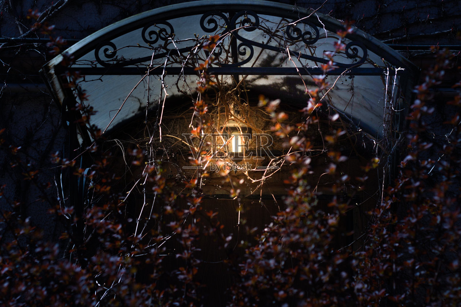 门廊上长满了葡萄或常春藤，夜晚，一盏灯笼神秘地照亮了大门照片摄影图片