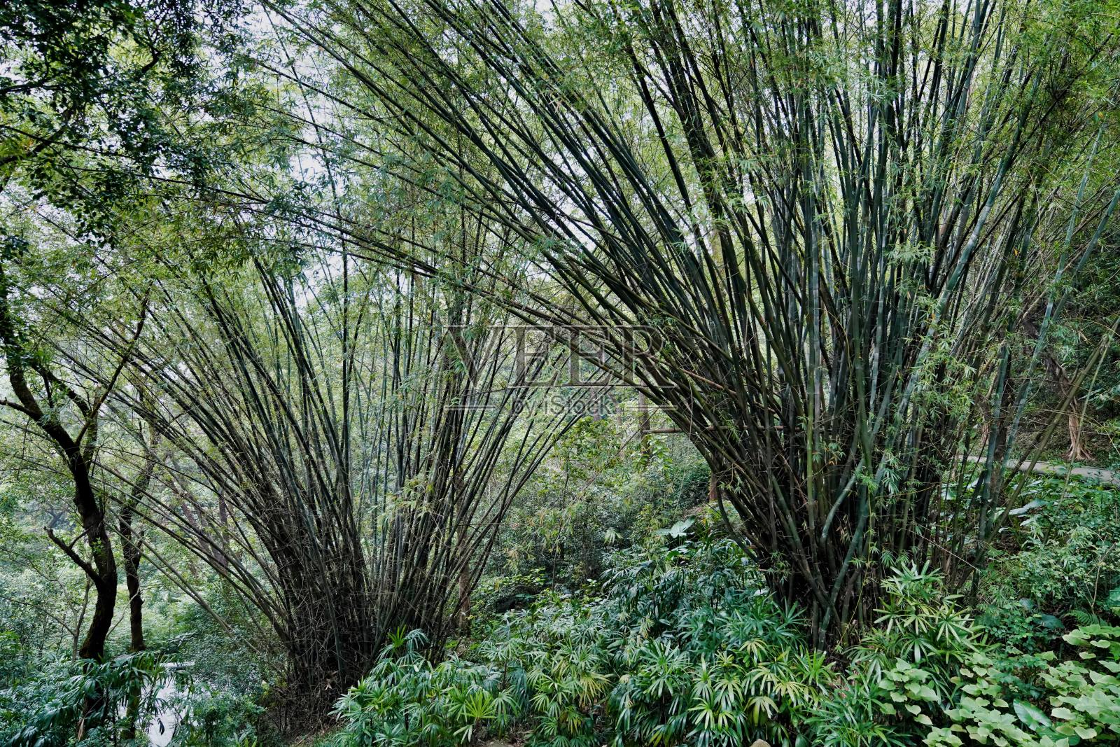 公园里有一大片竹子照片摄影图片