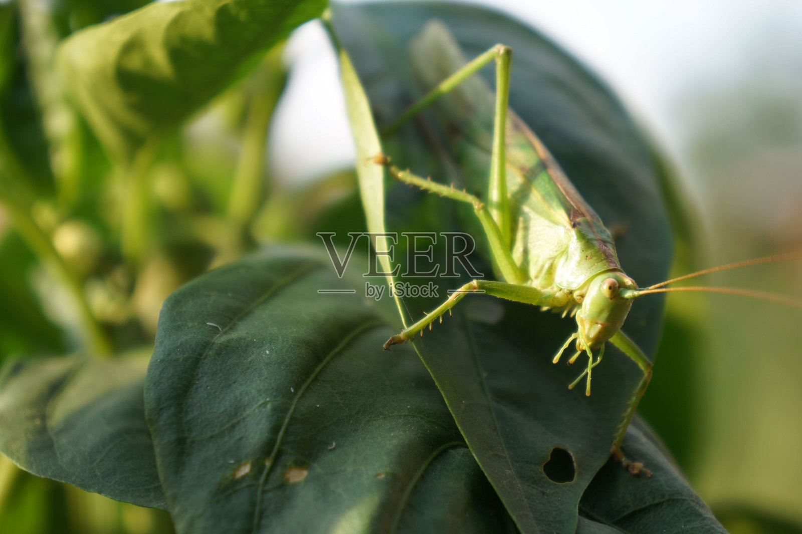 蚱蜢照片摄影图片