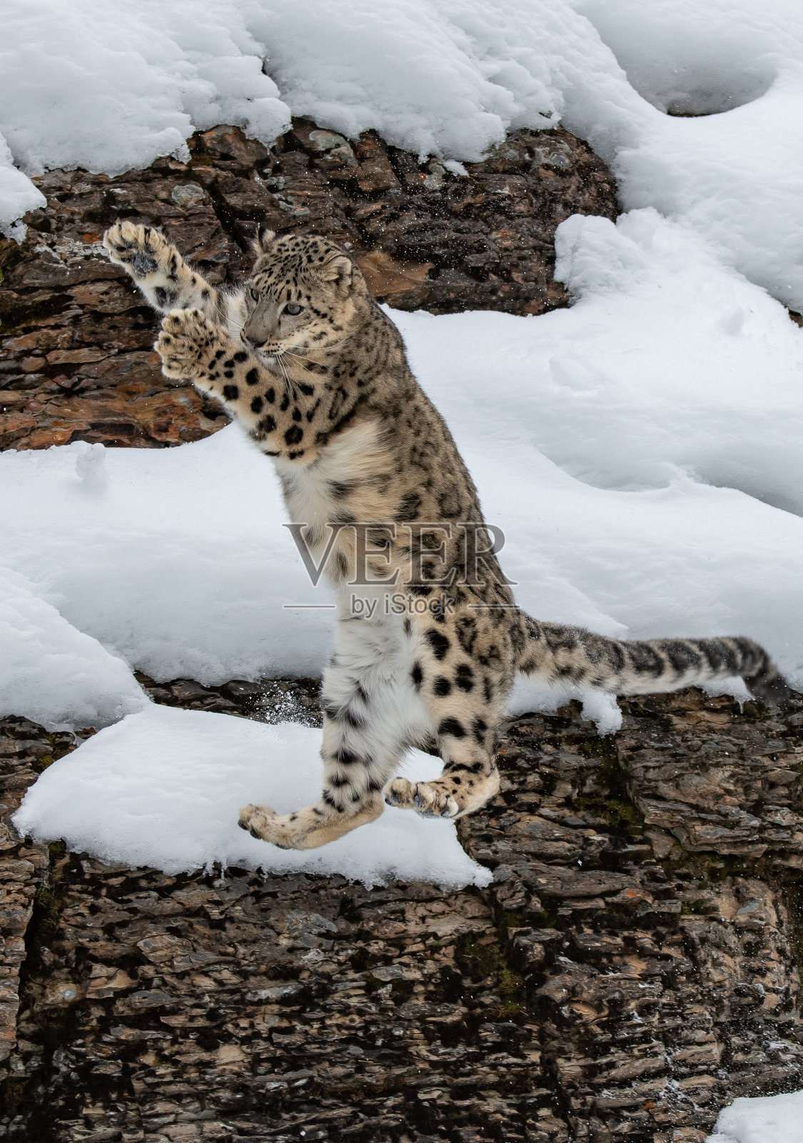 雪豹在雪崖上照片摄影图片