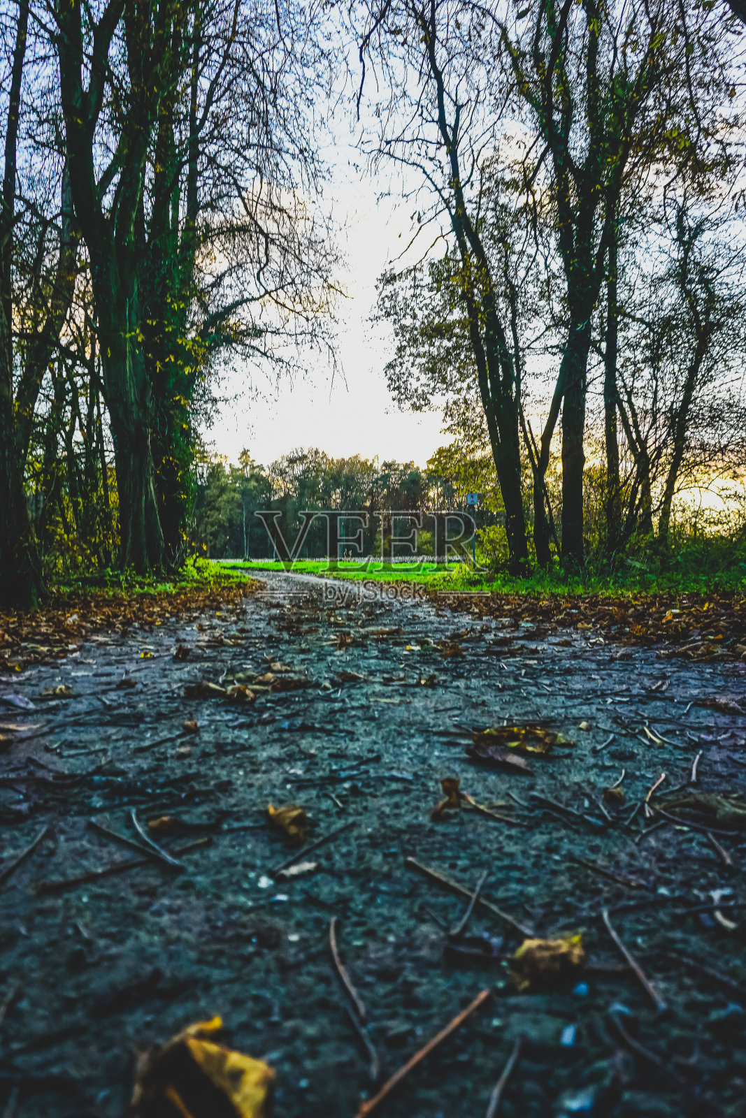 一条秋日森林里的落叶小径。照片摄影图片