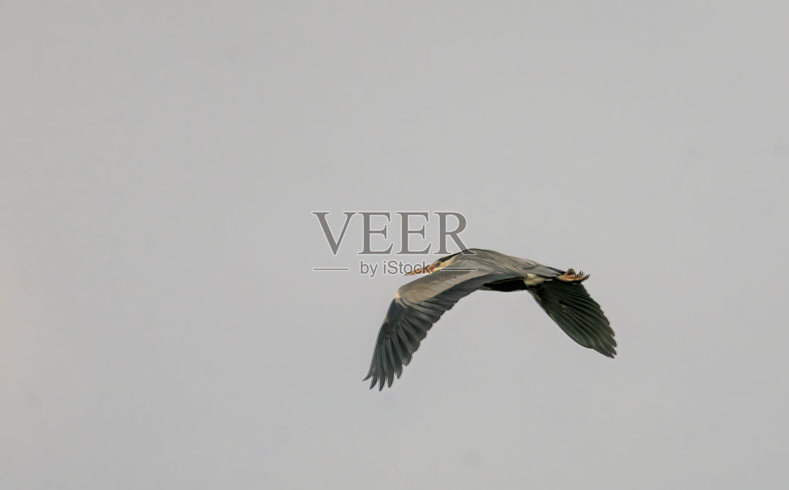 苍鹭在飞行中照片摄影图片