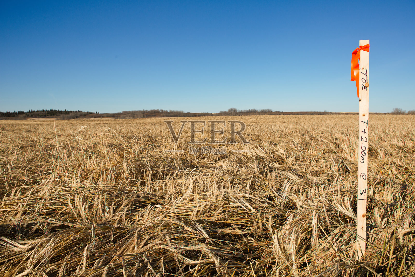 调查的股份照片摄影图片