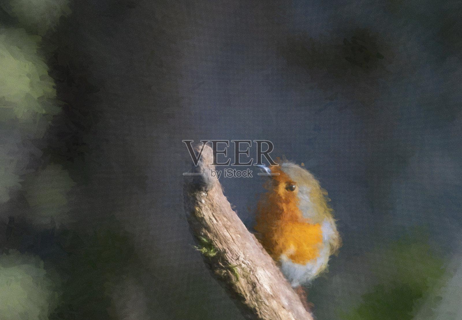 树上的知更鸟照片摄影图片