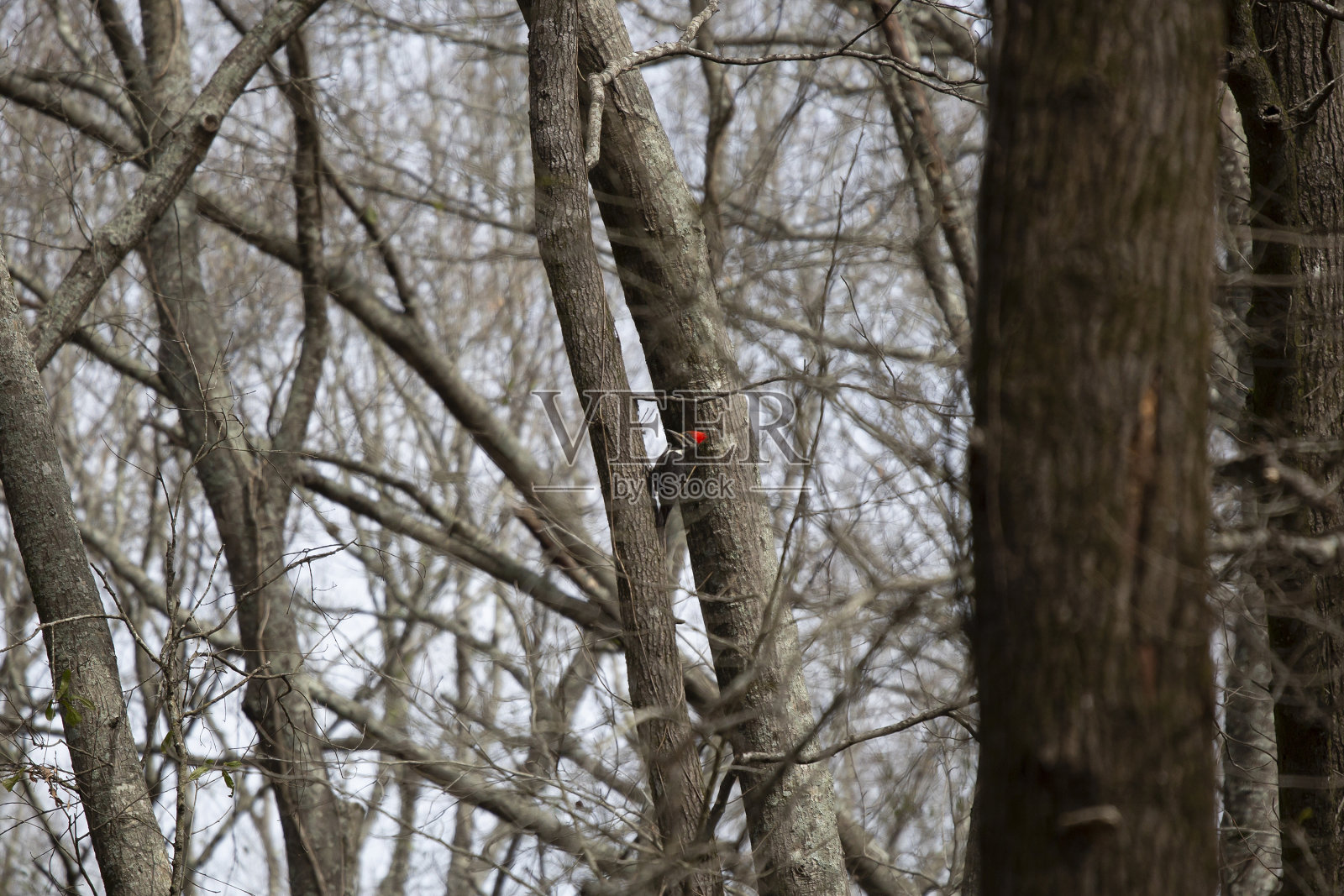 Pileated啄木鸟照片摄影图片