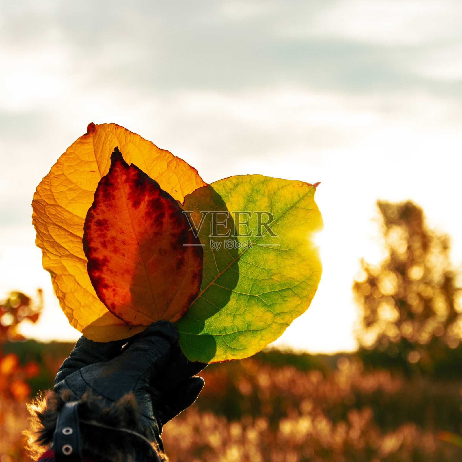 黄色、绿色和橙色五颜六色的叶子戴着手套在日落的背景上照片摄影图片