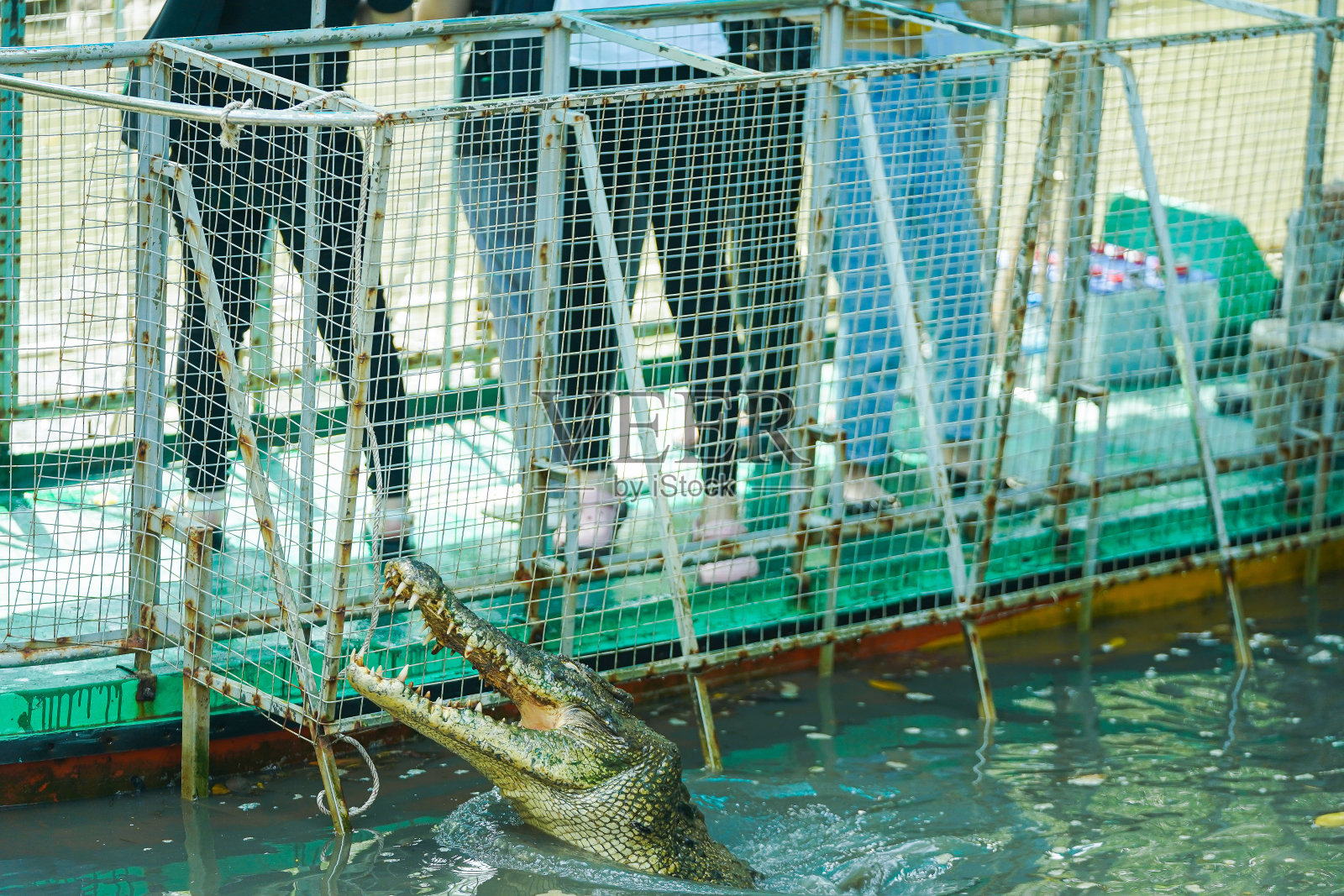 在越南Can Gio的Vam Sat红树林，游客用鱼竿喂鳗鱼肉。照片摄影图片