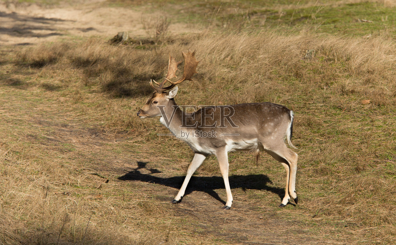 雄鹿照片摄影图片