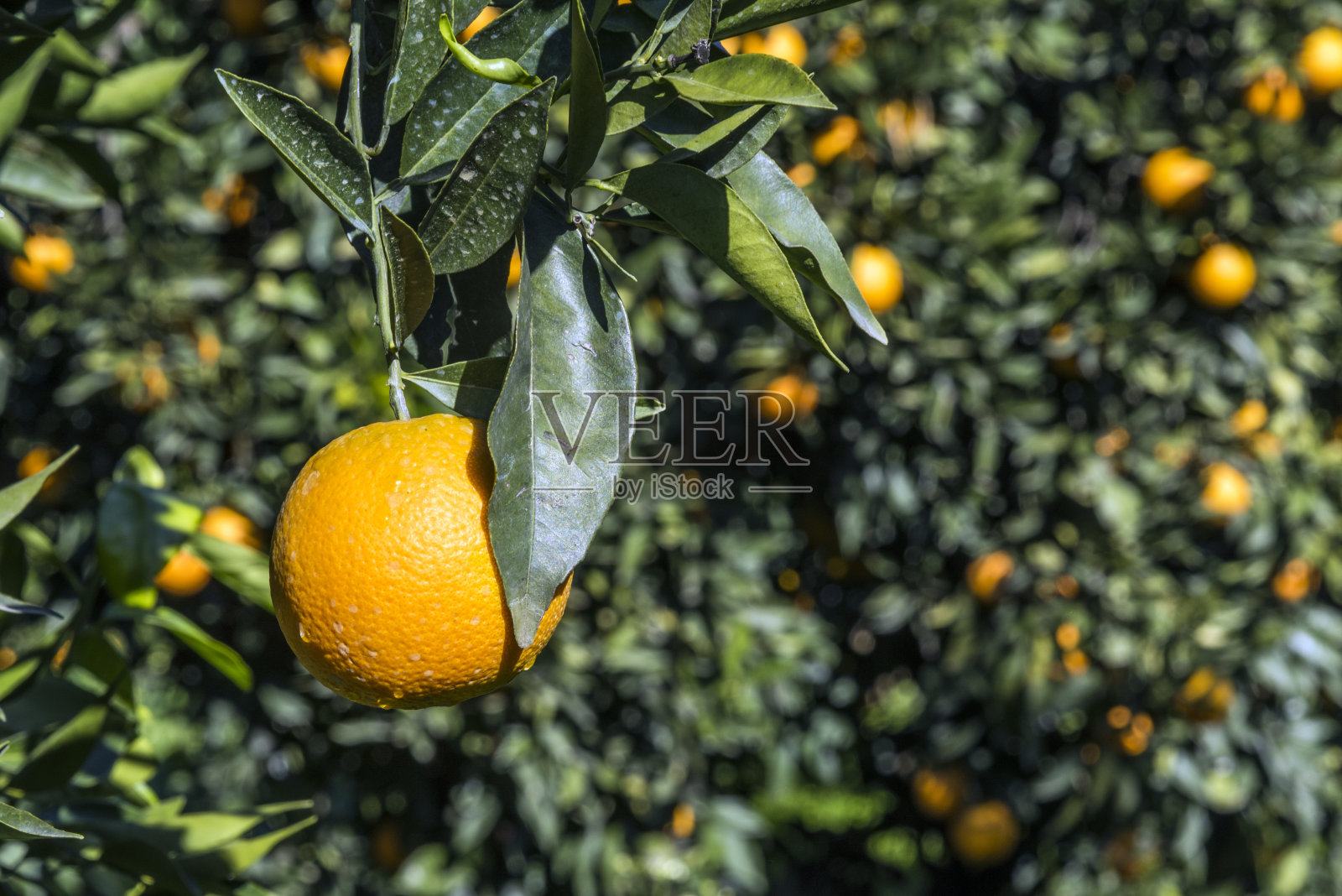 在果树园里生长的橘子照片摄影图片