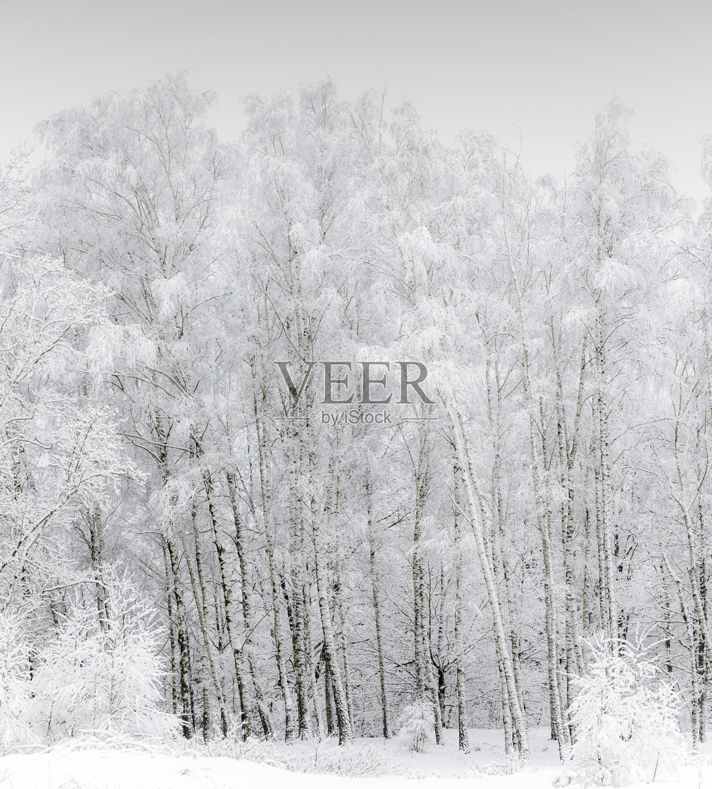 雪和树照片摄影图片