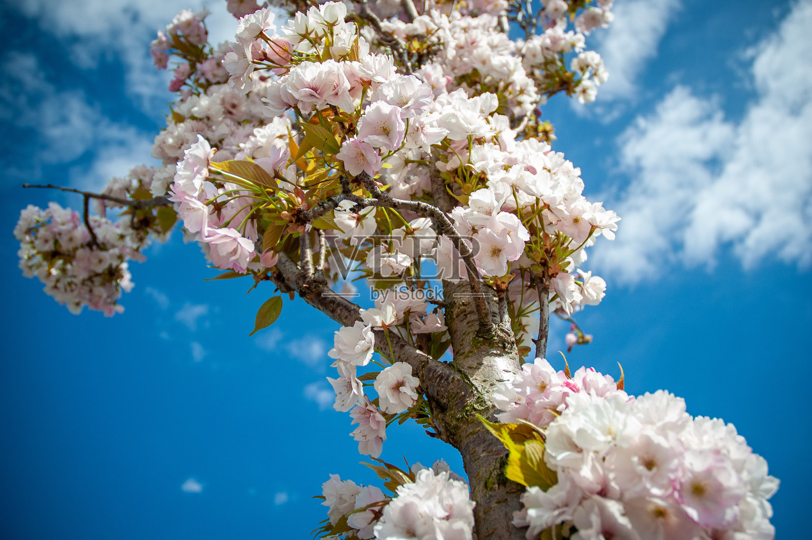 春天的花朵绽放在蓝天下的树枝上。照片摄影图片