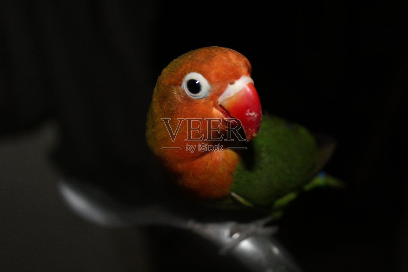 爱情的鸟栖息在笼子里照片摄影图片