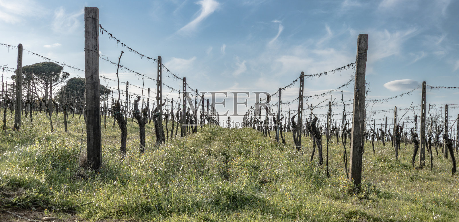 冬天的托斯卡纳葡萄园照片摄影图片