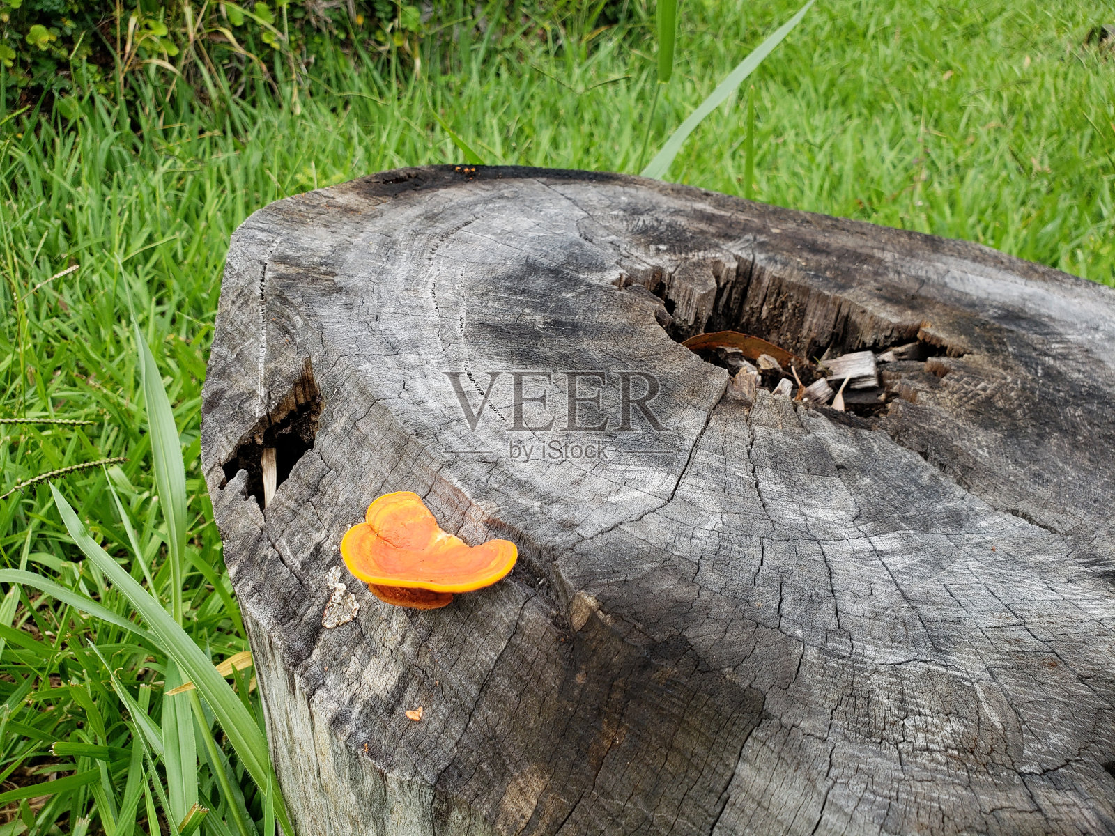 树干上的红木耳照片摄影图片