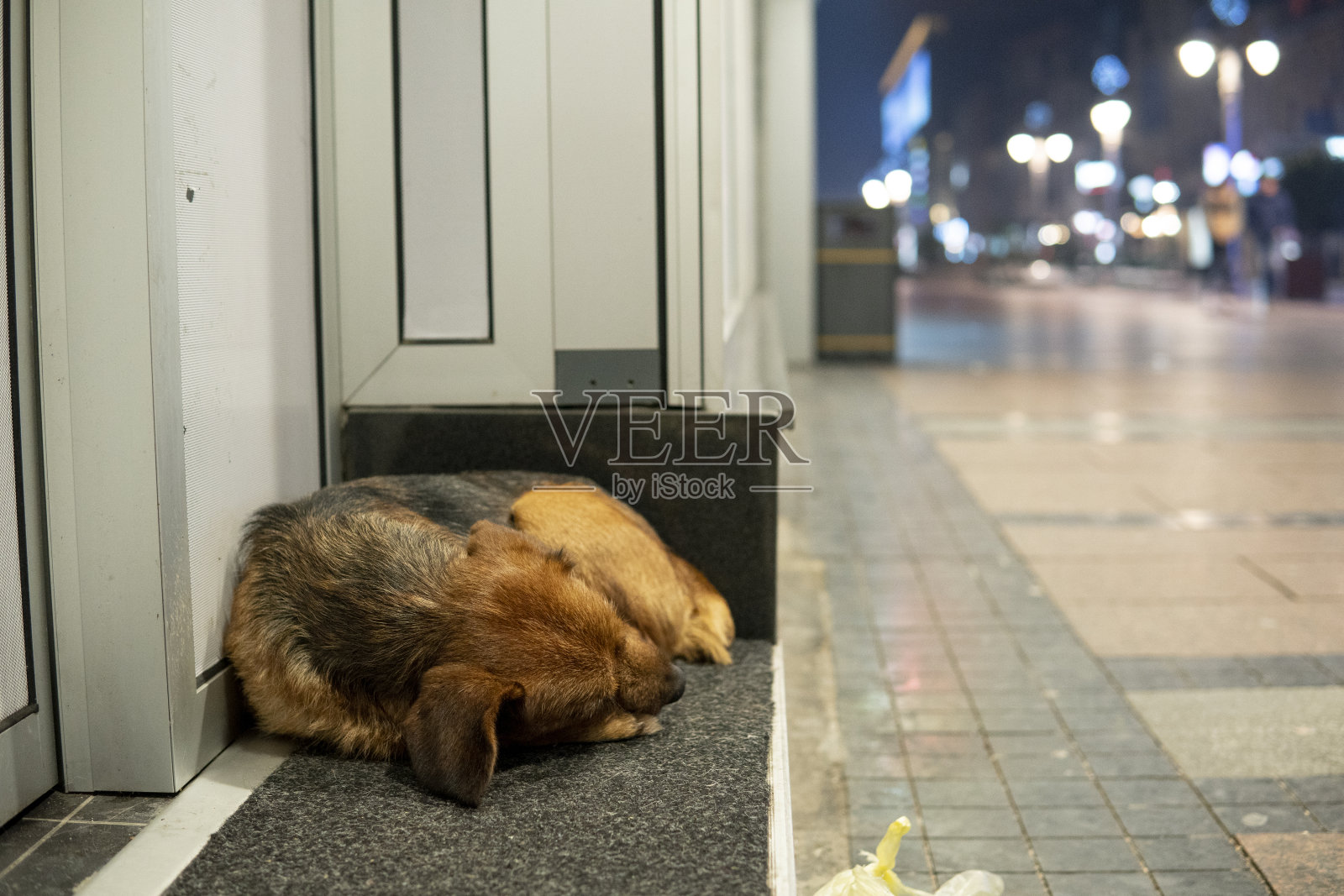 狗在门前睡觉照片摄影图片
