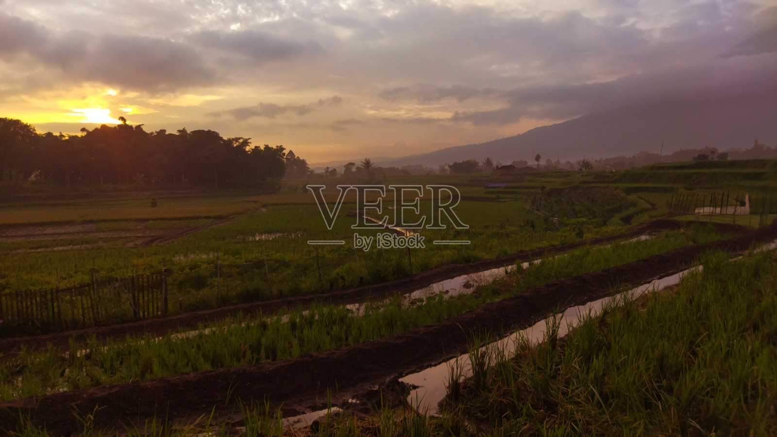 背景，在农村的稻田在早上的观点照片摄影图片