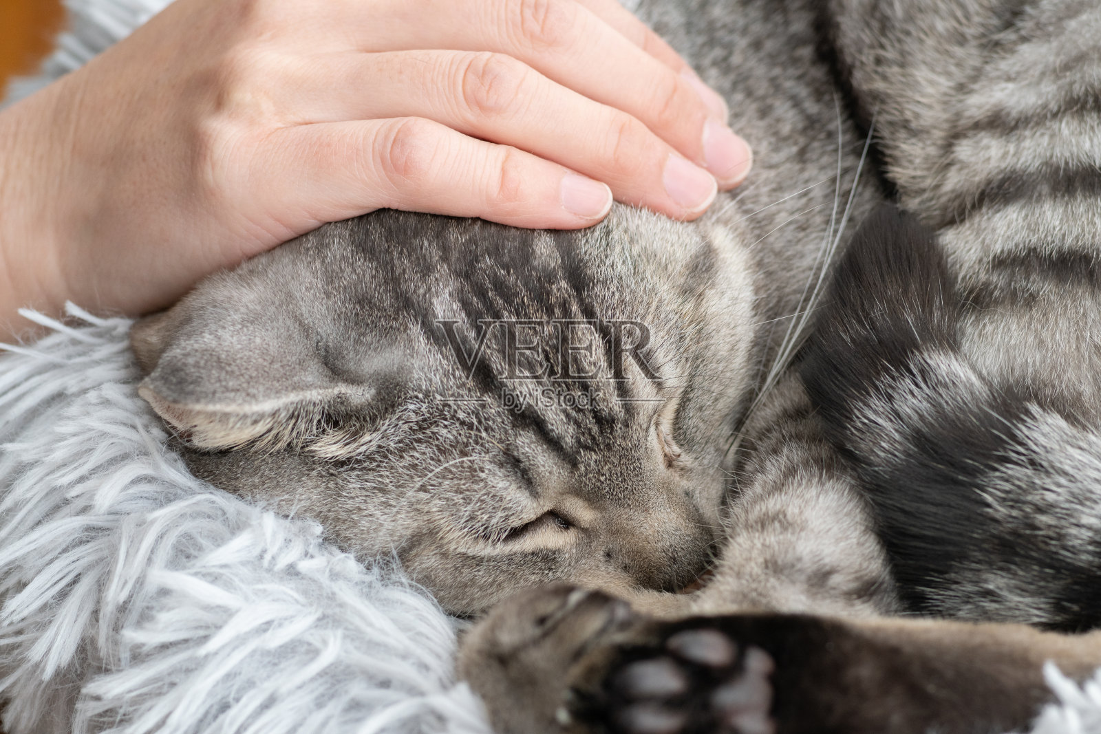 抚摸一只猫照片摄影图片