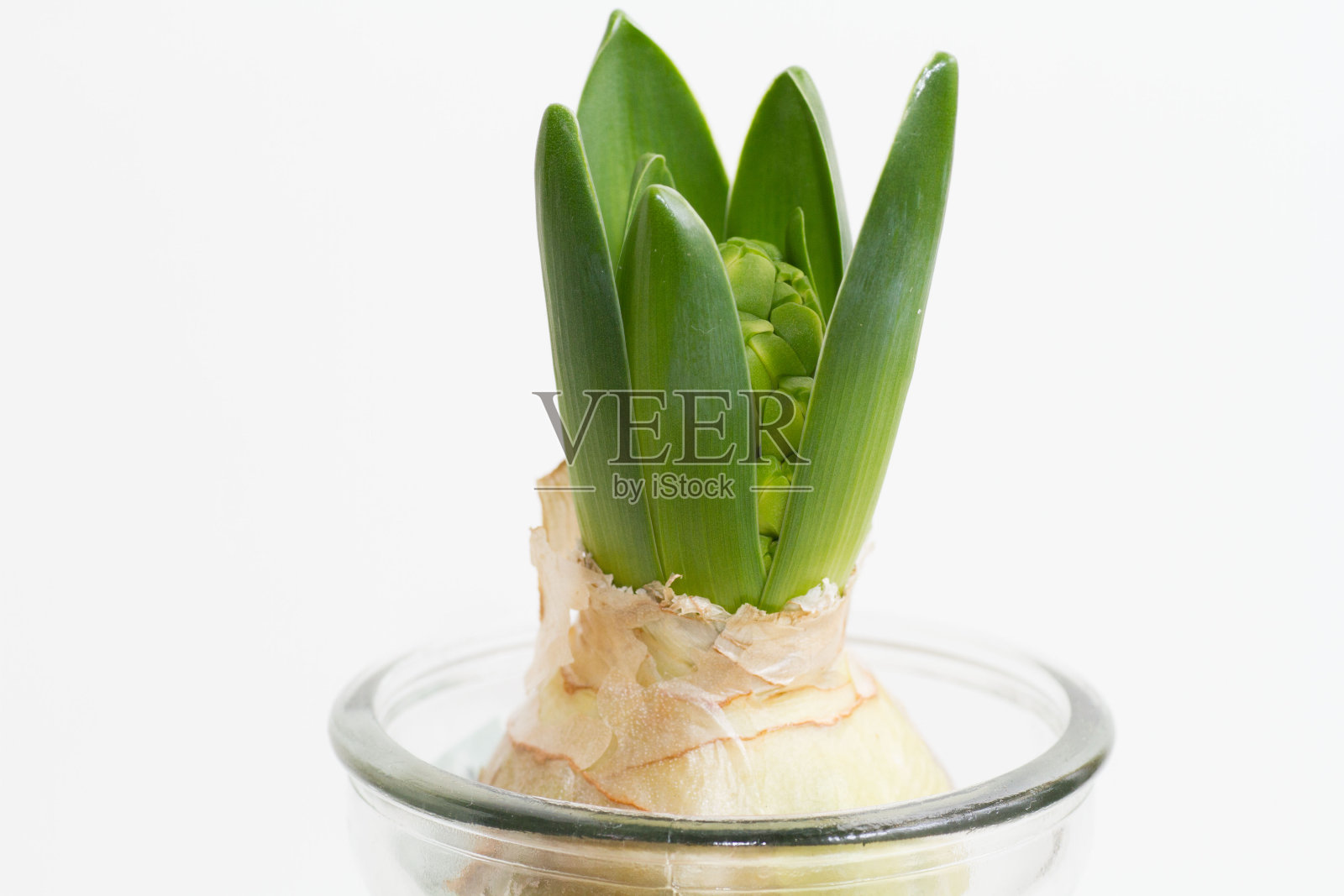 水培风信子照片摄影图片