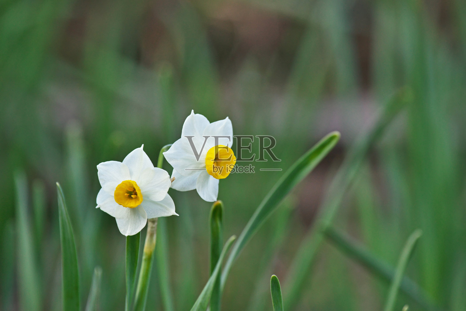 那喀索斯照片摄影图片