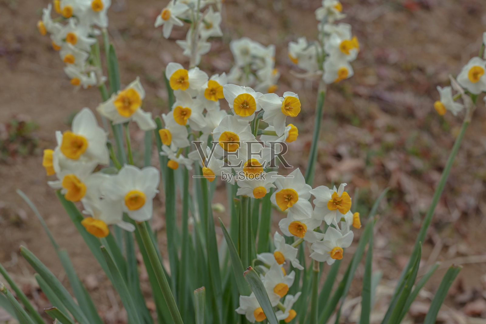 美丽的白色水仙。照片摄影图片