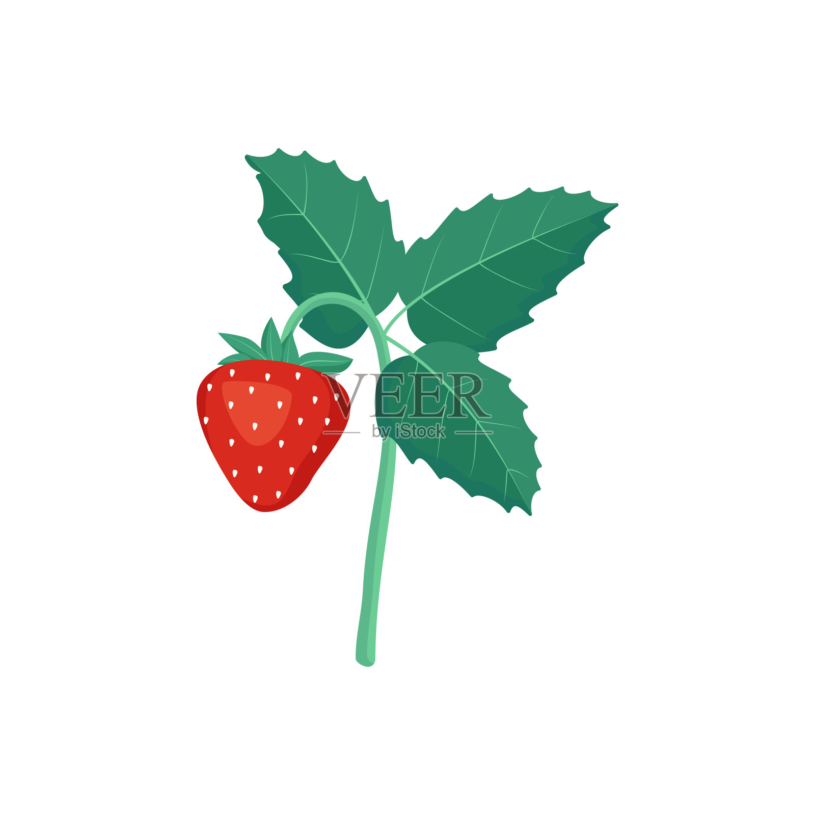 草莓用树叶插画图片素材