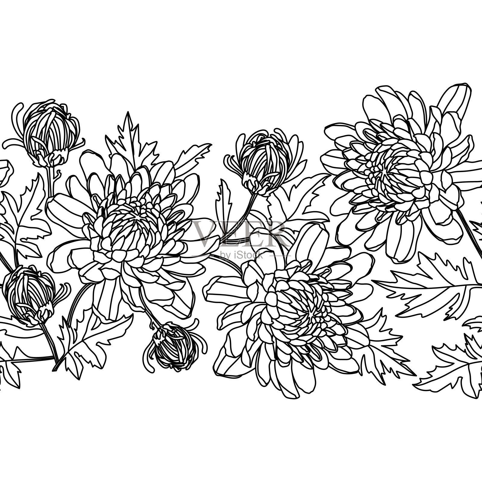 边界与黑色线菊花在白色的背景插画图片素材