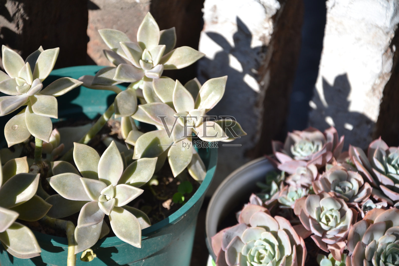 室外植物以砖墙为背景-多汁植物照片摄影图片