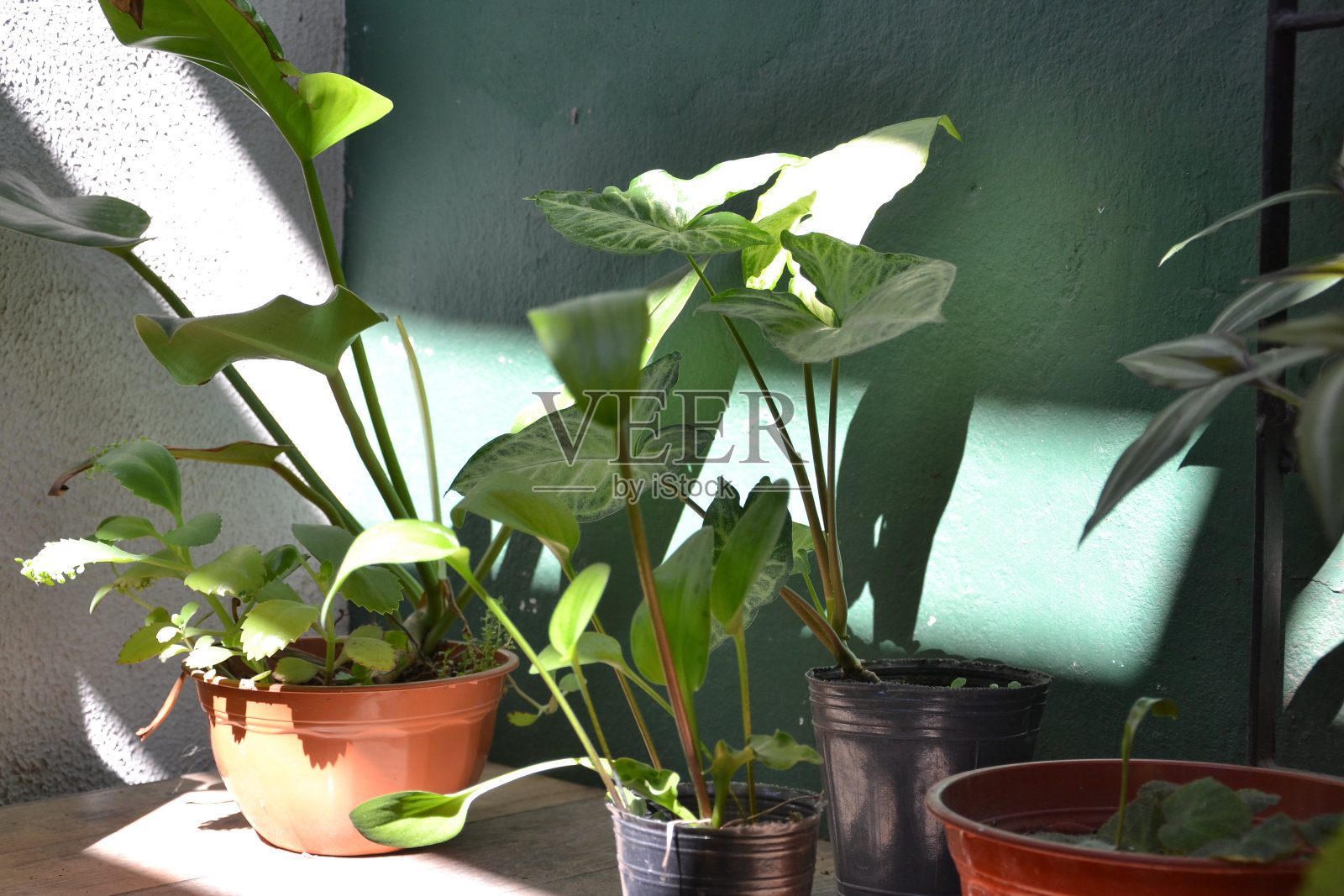 设置户外植物与绿色墙的背景照片摄影图片