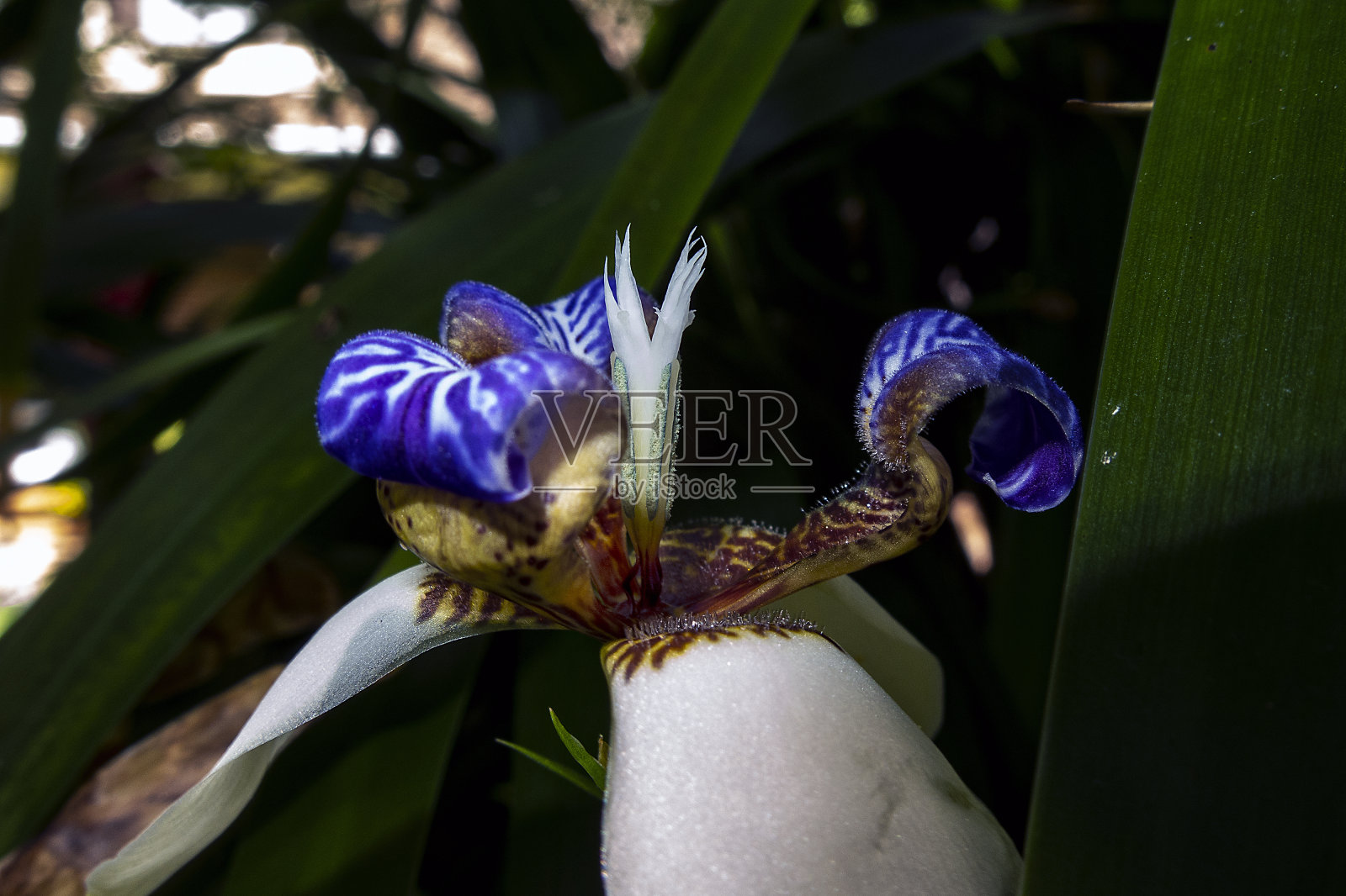 行走的鸢尾03照片摄影图片