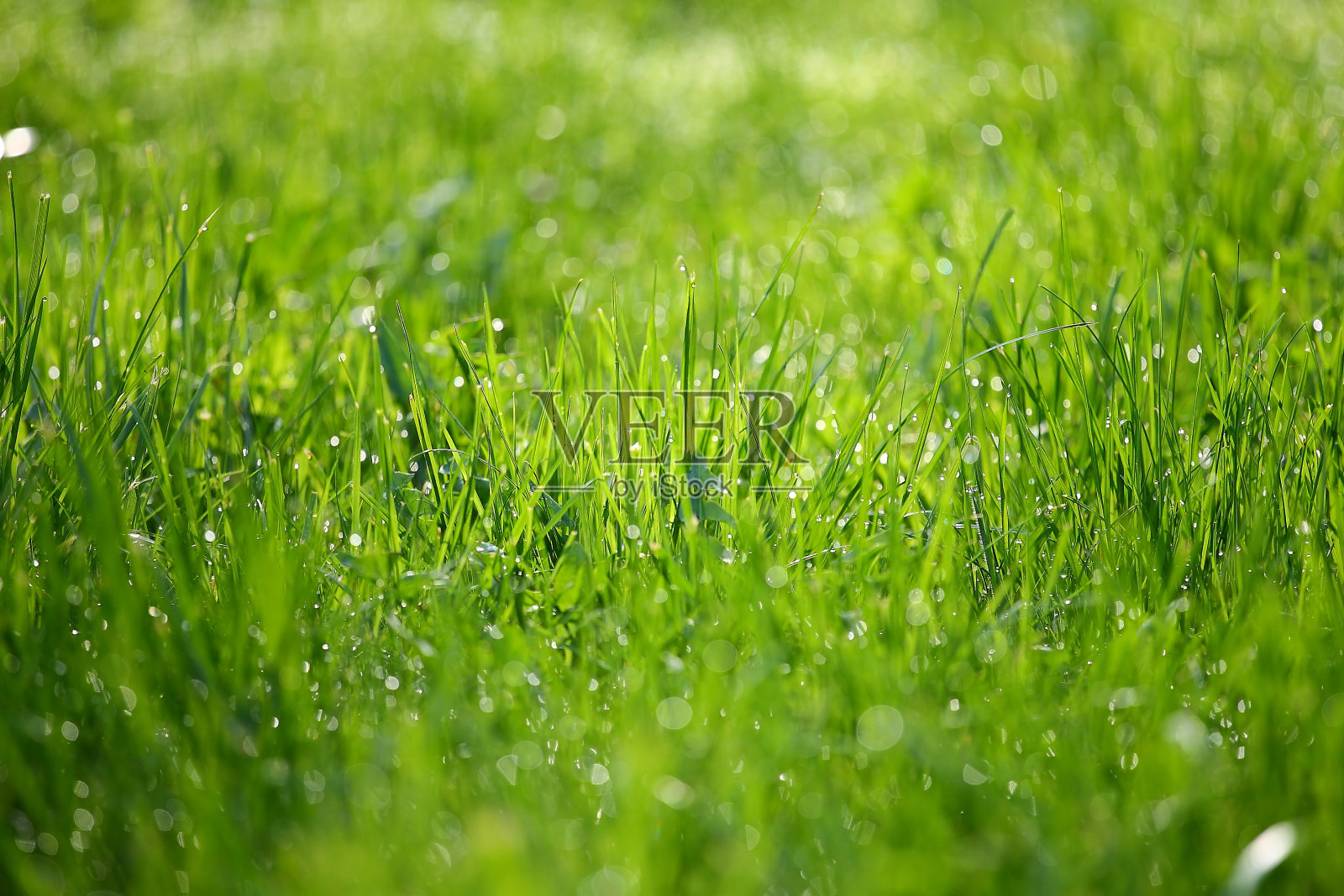 水滴。早上新鲜的草地上。照片摄影图片
