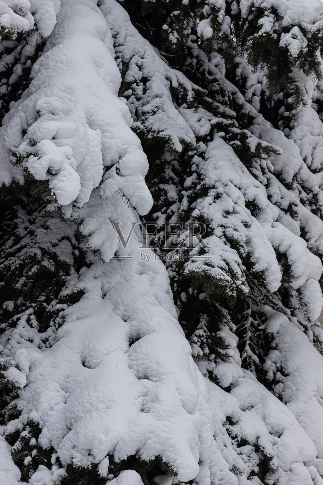 冬天，松树的树枝被雪覆盖着照片摄影图片