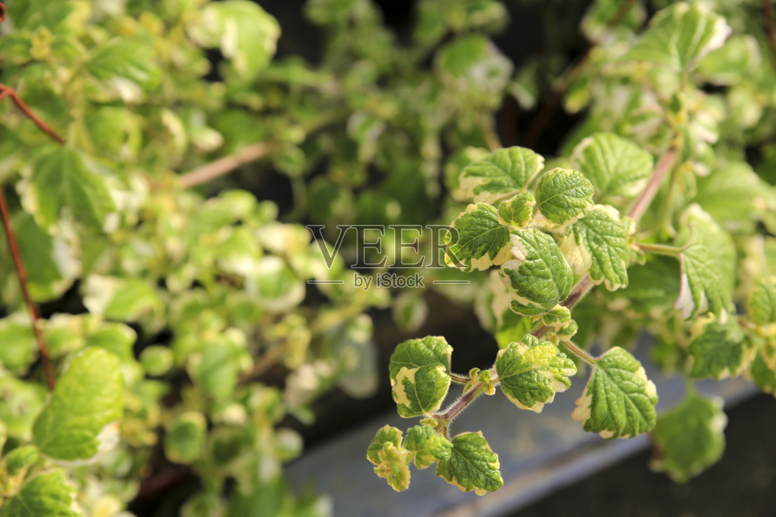 在花园中种植白莲照片摄影图片