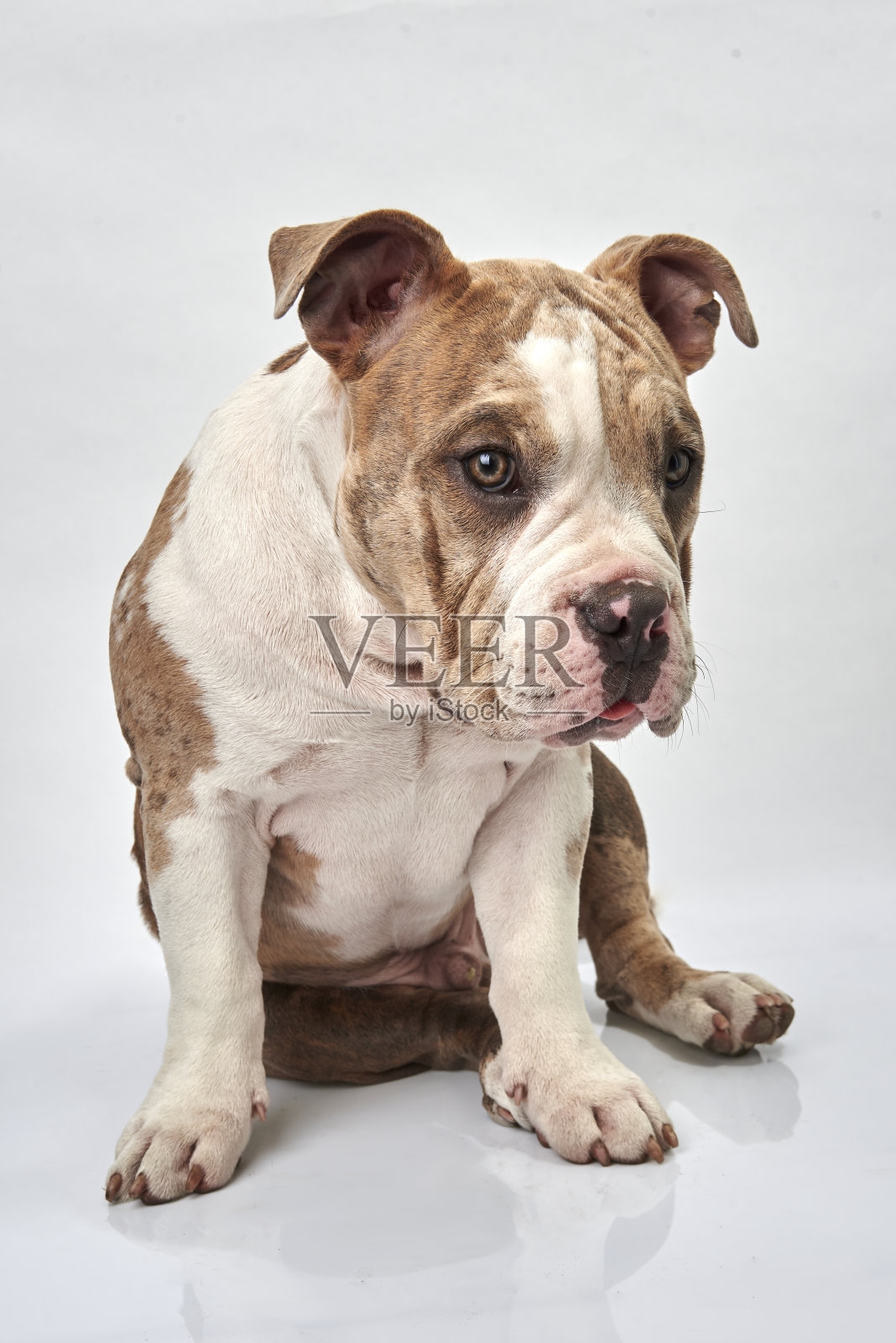 可爱的小狗，外表温柔照片摄影图片