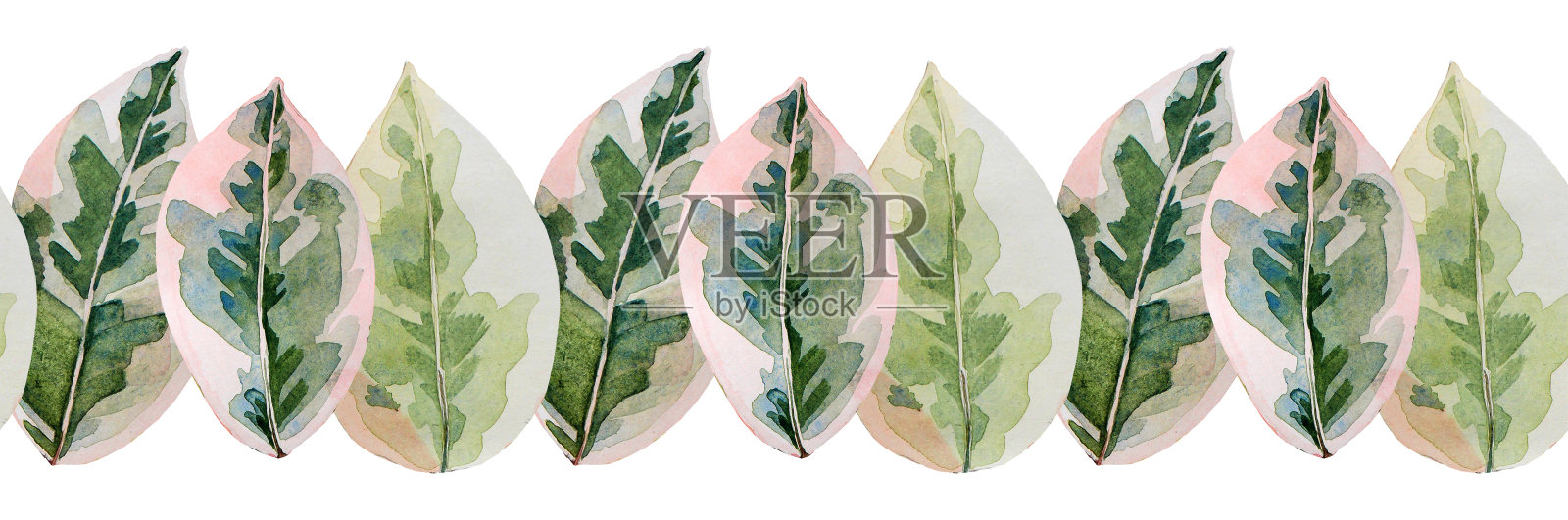无缝边界水彩无花果叶孤立在白色背景上。手绘橡胶家用植物室内装饰。自然的创造性剪贴画卡片，贴纸，纺织品，包装壁纸速写本插画图片素材