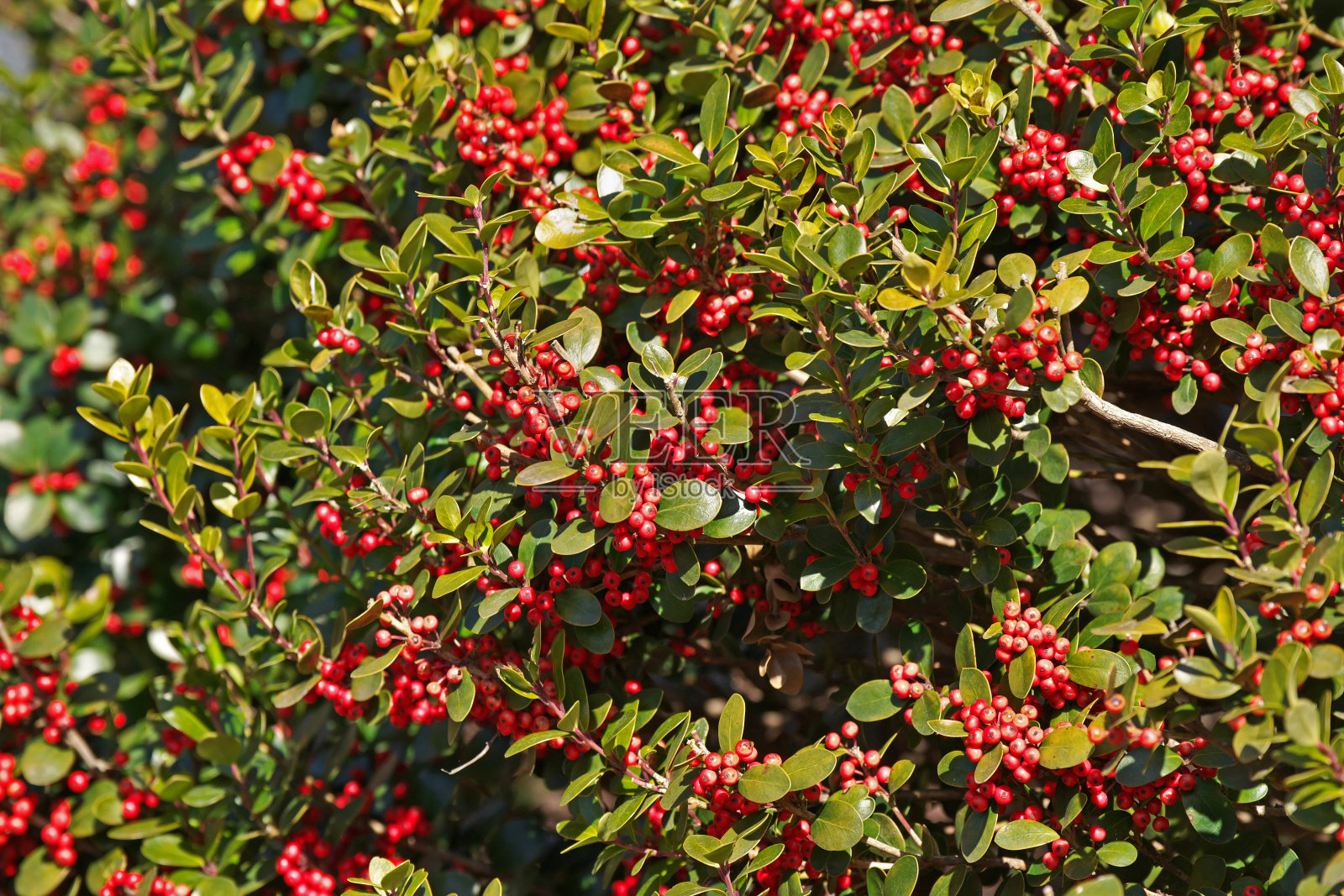 柳叶冬青照片摄影图片